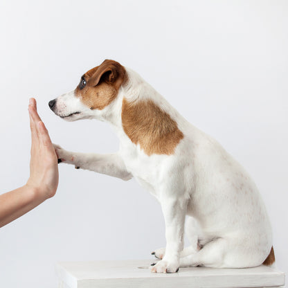 Dog High Five