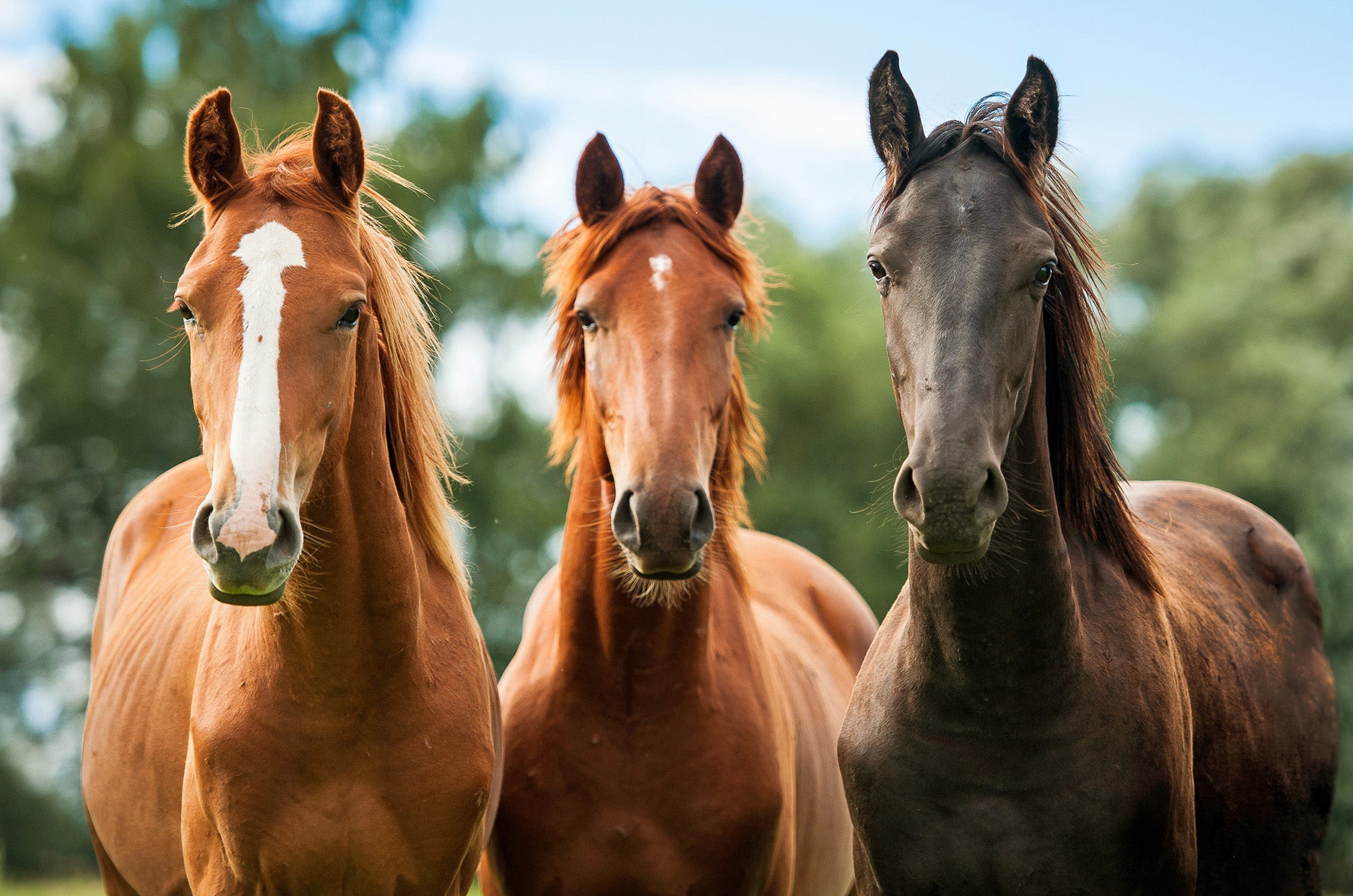 Horses and other beloved pets